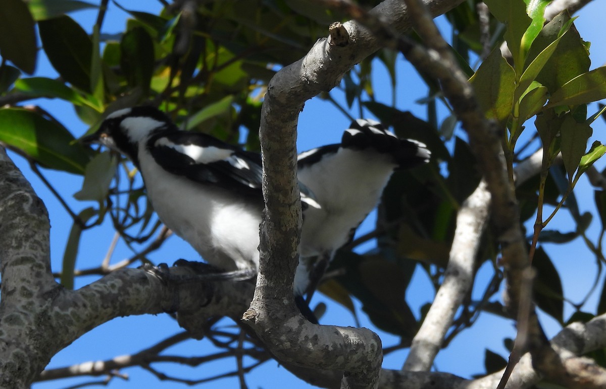 Magpie-lark - ML646719602