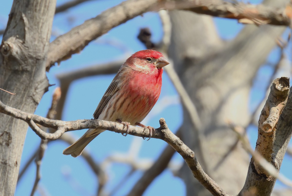 House Finch - ML646719603