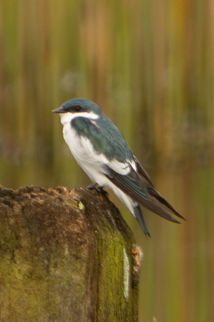 White-winged Swallow - ML646719604