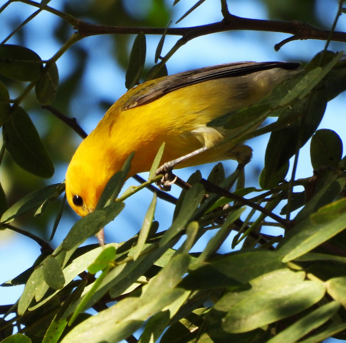 Лимонная червеедка - ML646719605