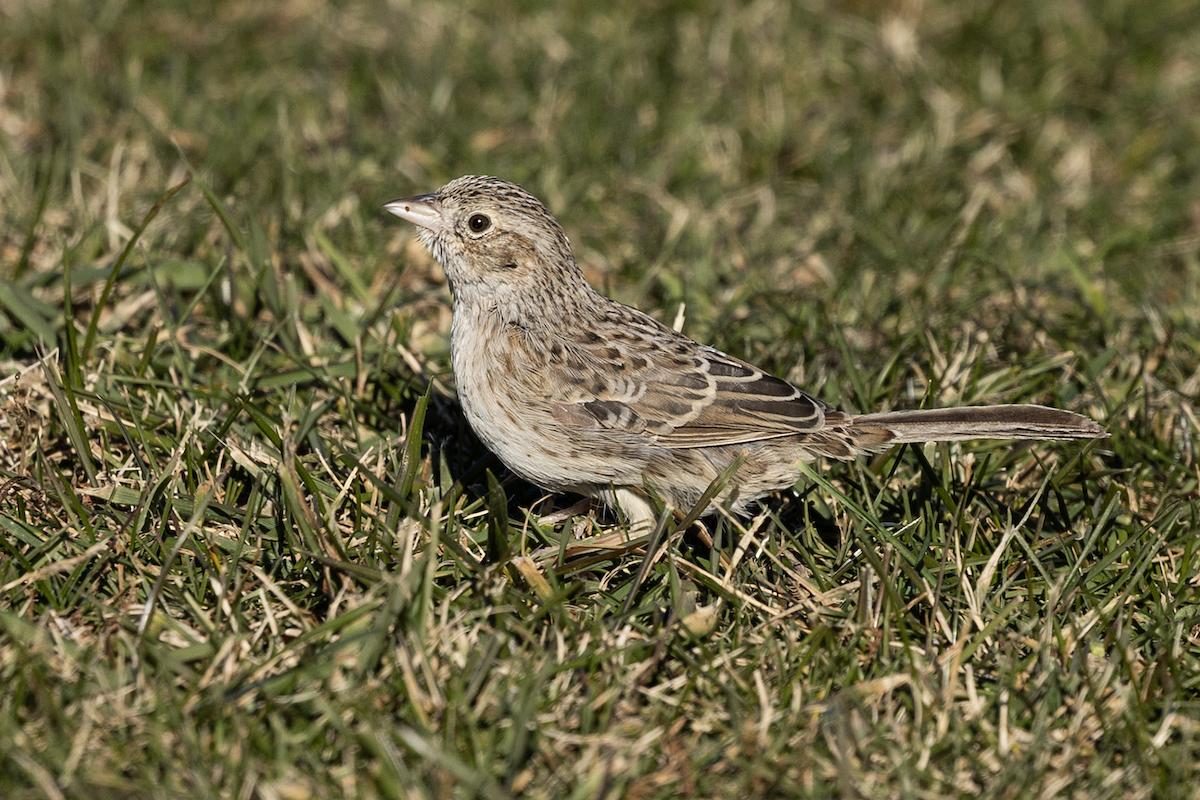 Cassin's Sparrow - ML646719606