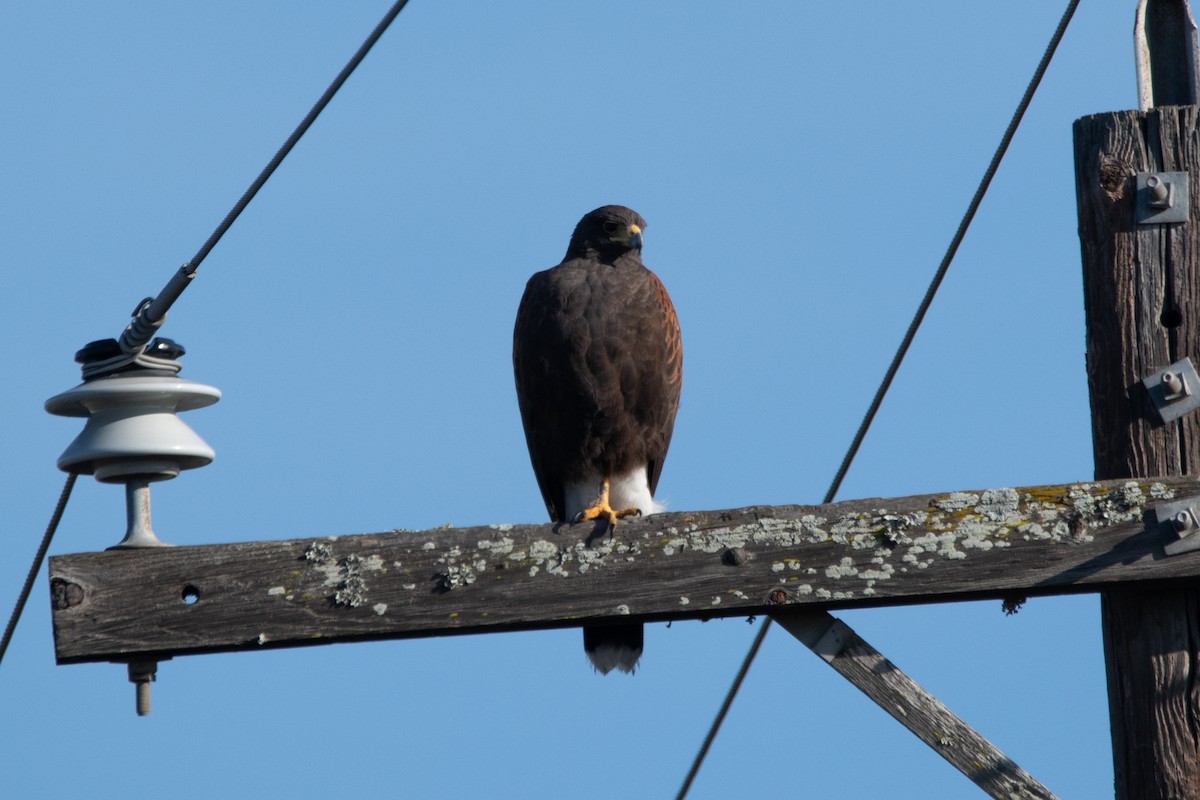 Harris's Hawk - ML646719607