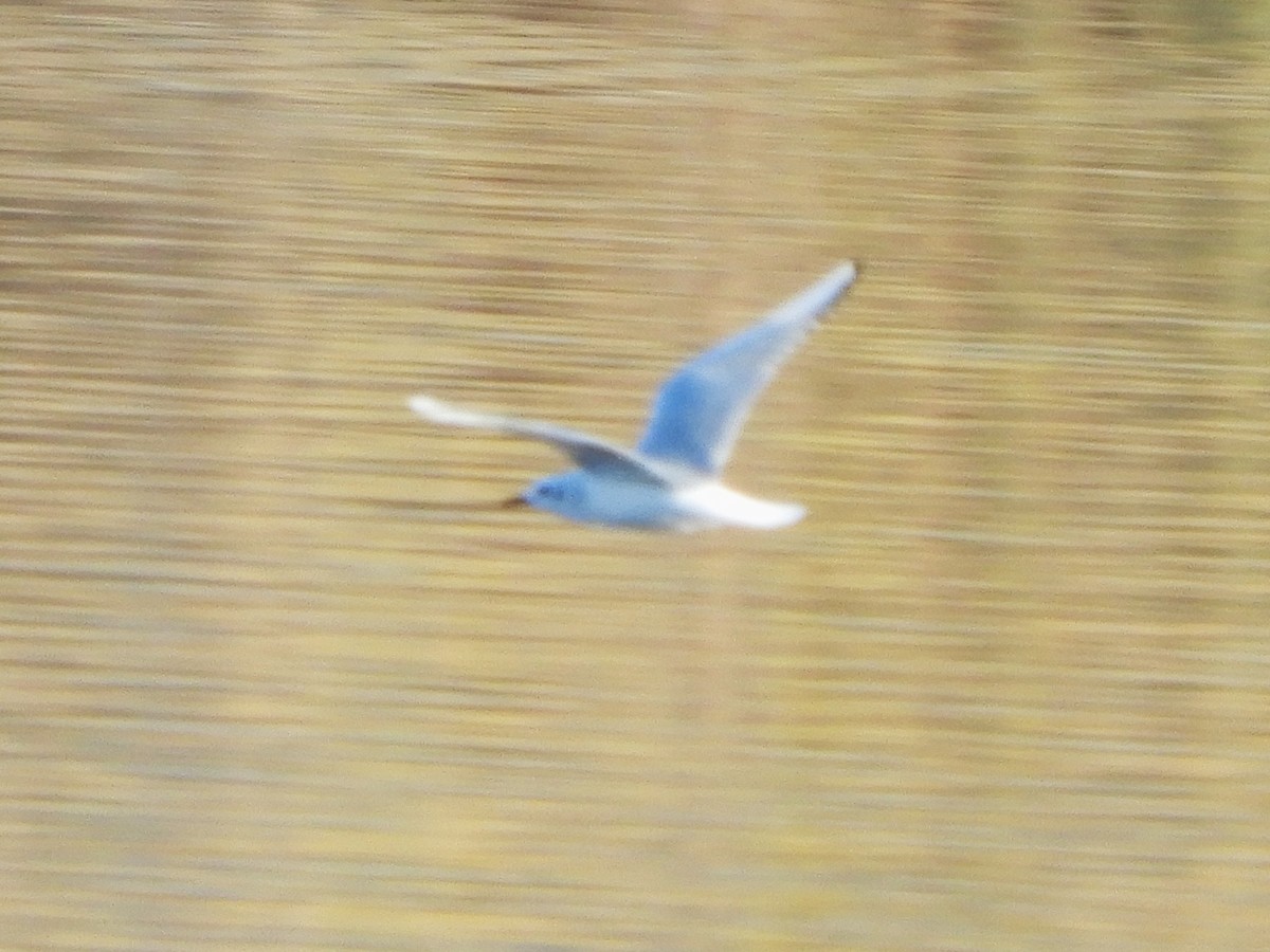 Bonaparte's Gull - ML646719608