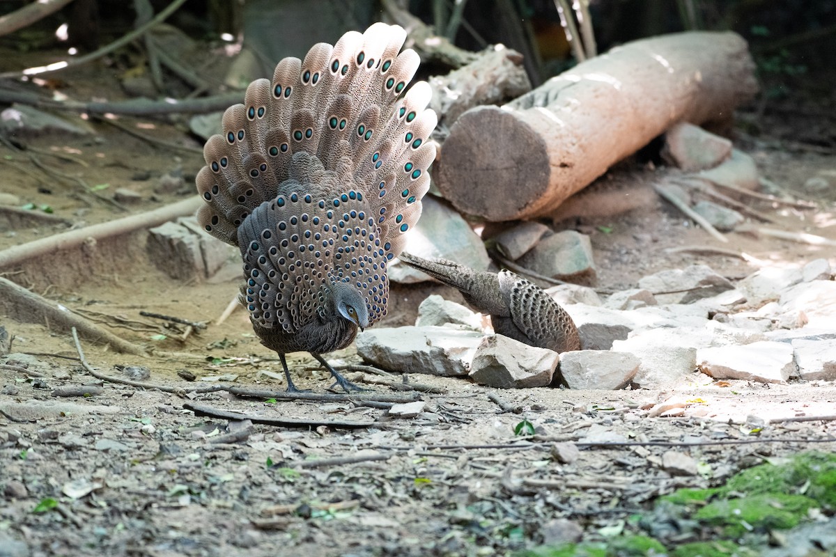 Gray Peacock-Pheasant - ML646719609