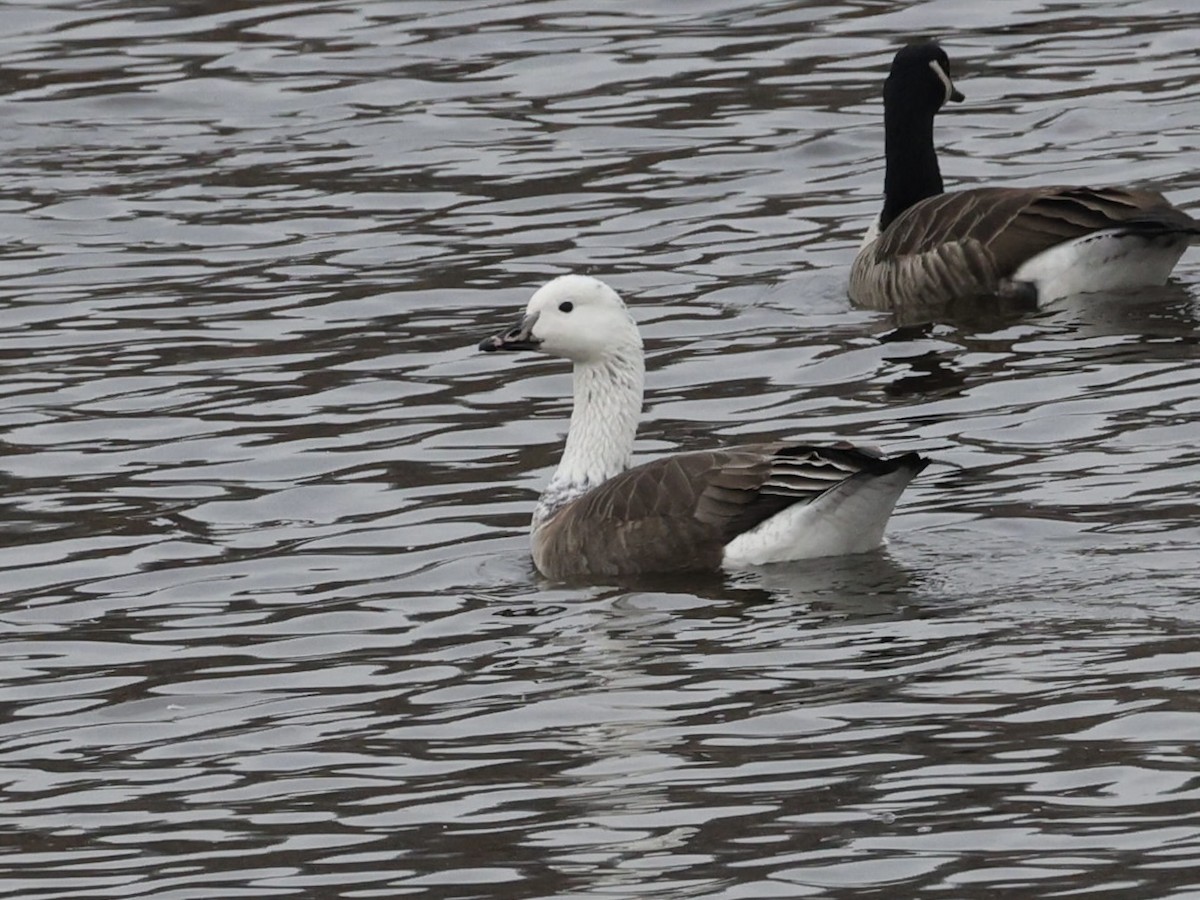 Snow x Canada Goose (hybrid) - ML646719610