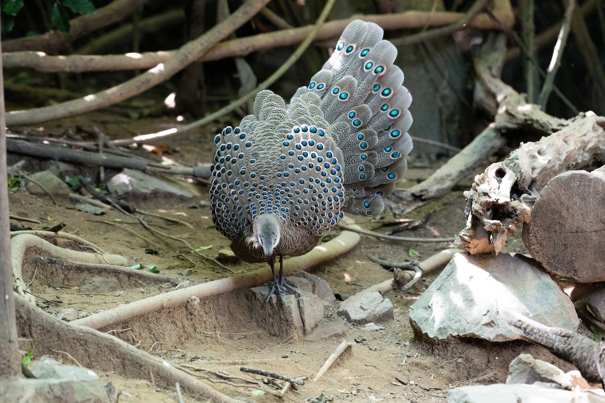Gray Peacock-Pheasant - ML646719611