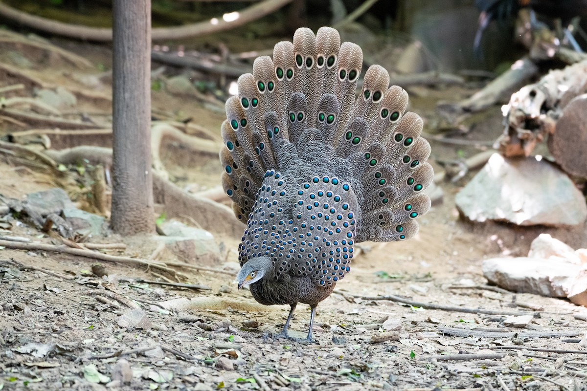 Gray Peacock-Pheasant - ML646719612