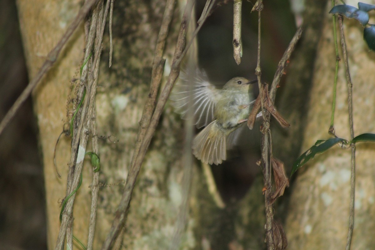 Brown Thornbill - ML646719615