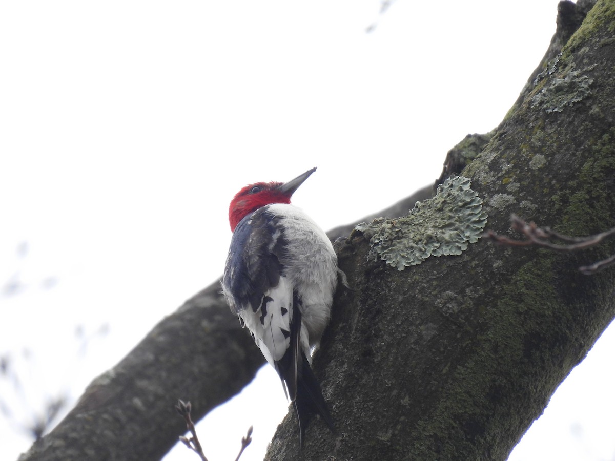Red-headed Woodpecker - ML646719616