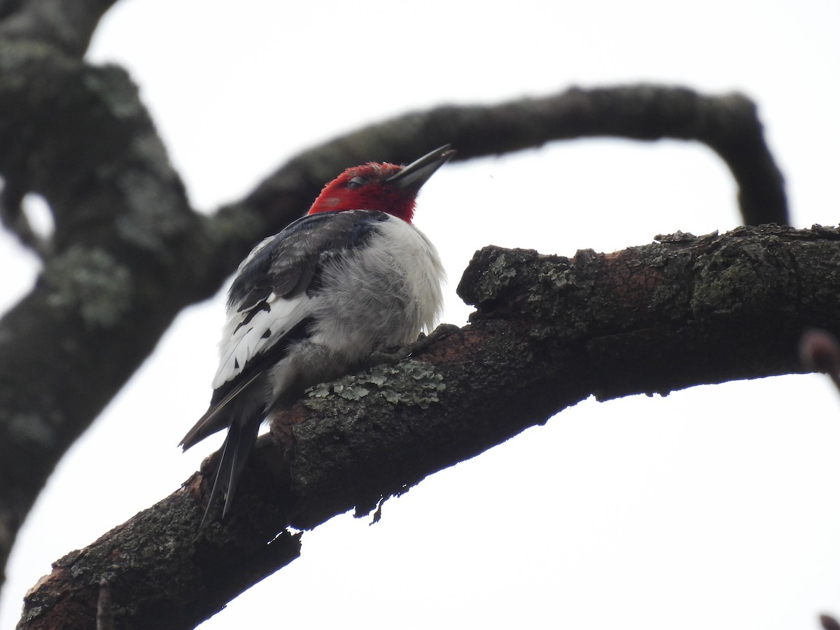Red-headed Woodpecker - ML646719617