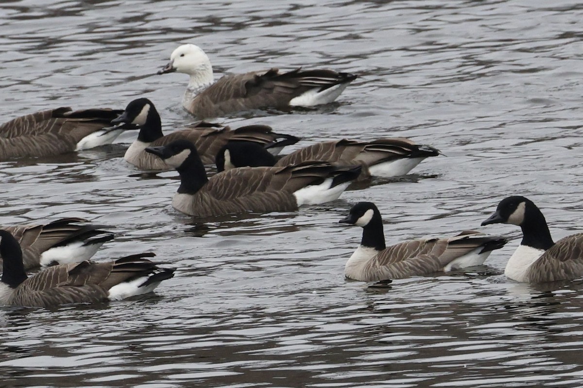 Cackling Goose - ML646719618