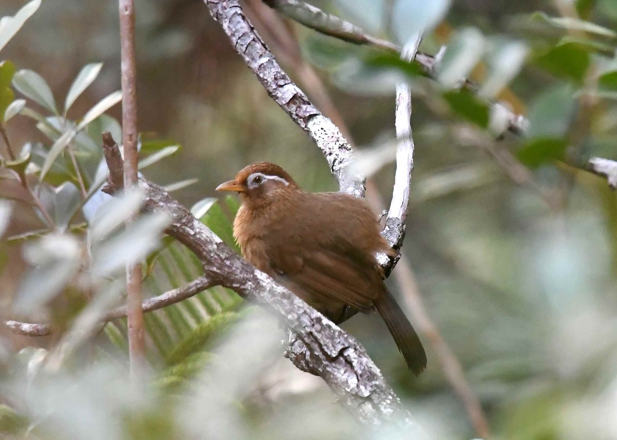 Chinese Hwamei - ML646719619