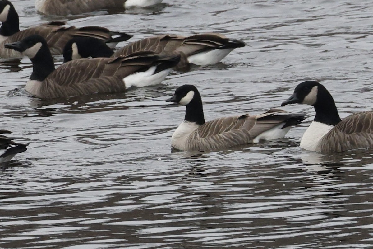 Cackling Goose - ML646719620