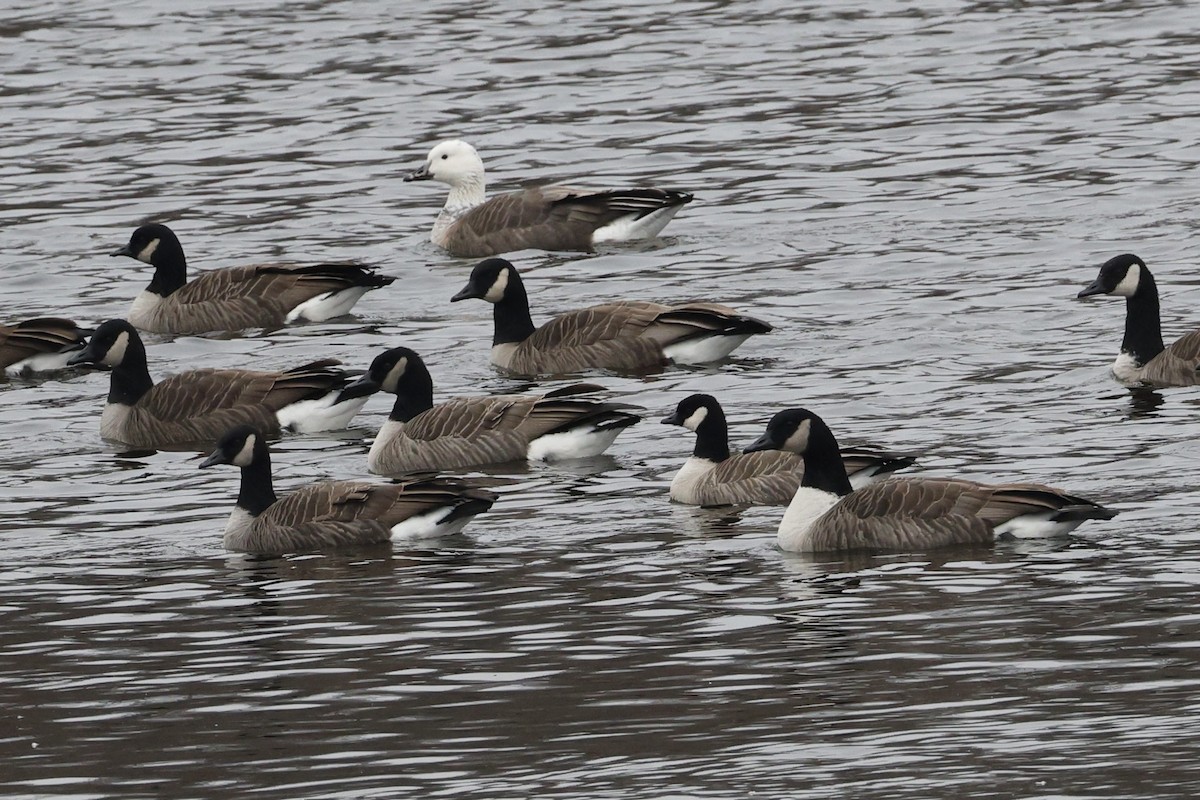 Cackling Goose - ML646719621