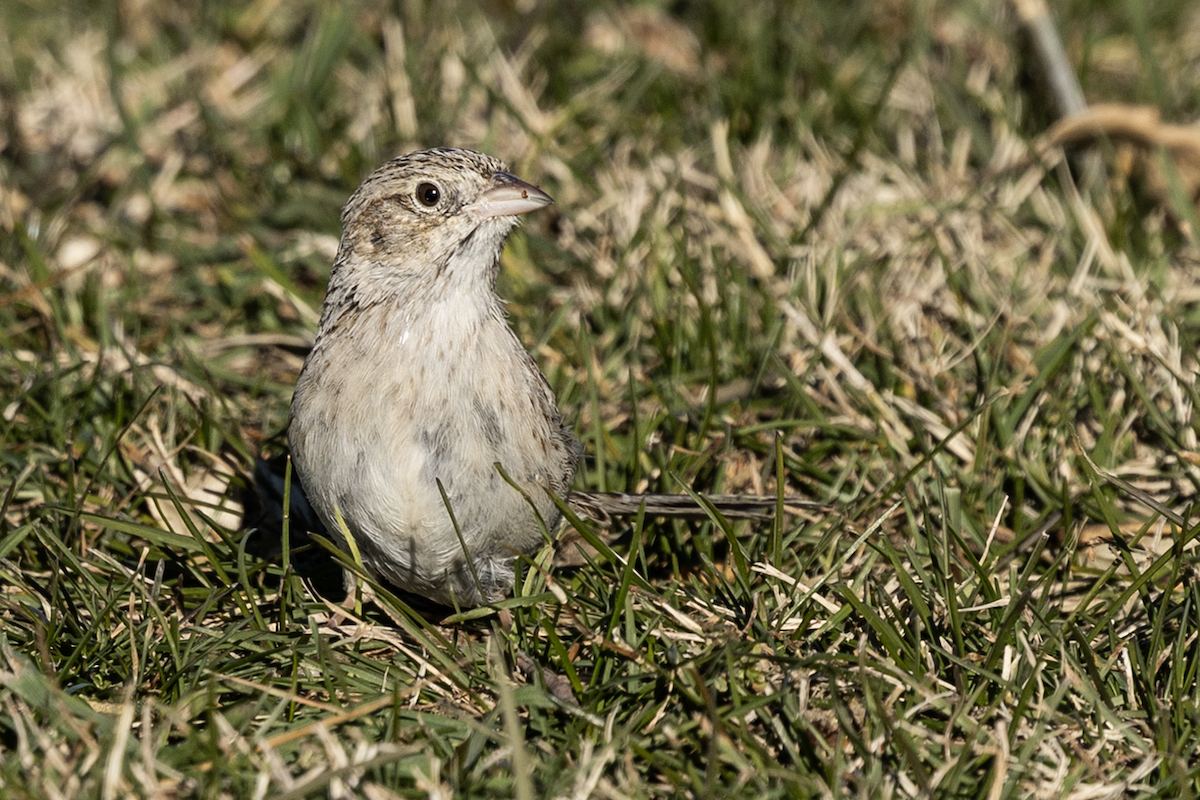 Cassin's Sparrow - ML646719622