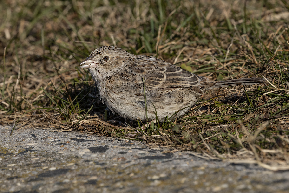 Cassin's Sparrow - ML646719623
