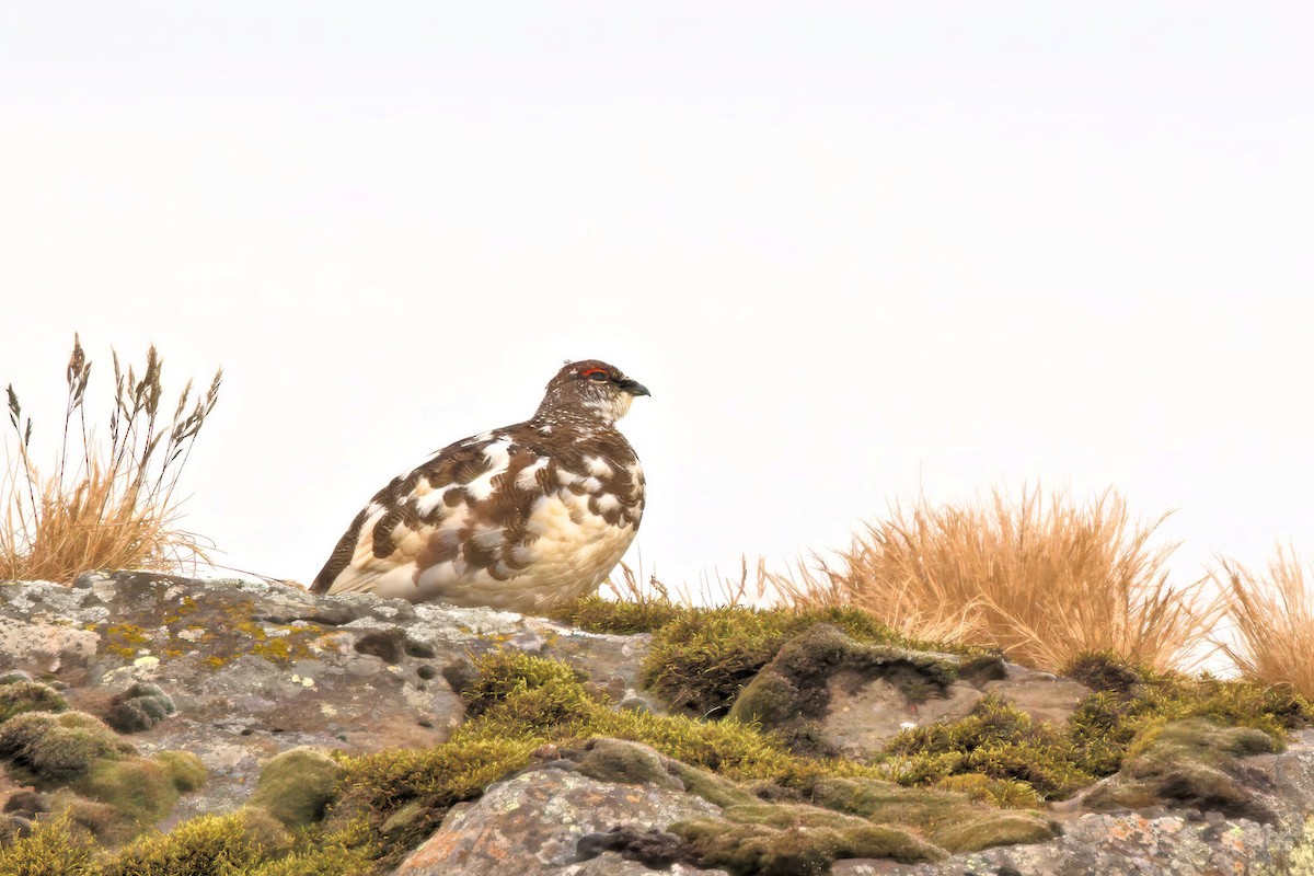 Rock Ptarmigan - ML646719624