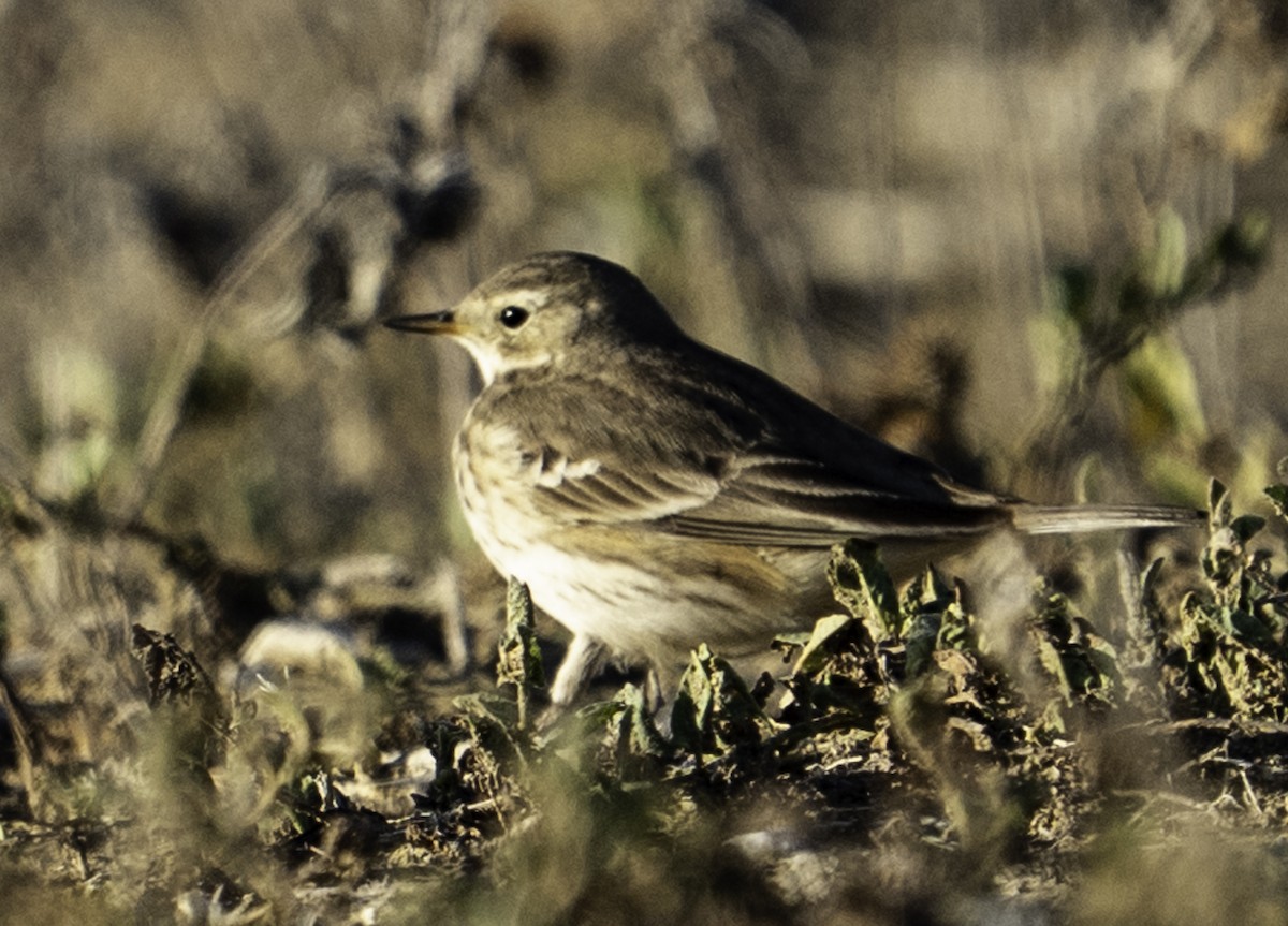 American Pipit - ML646719625