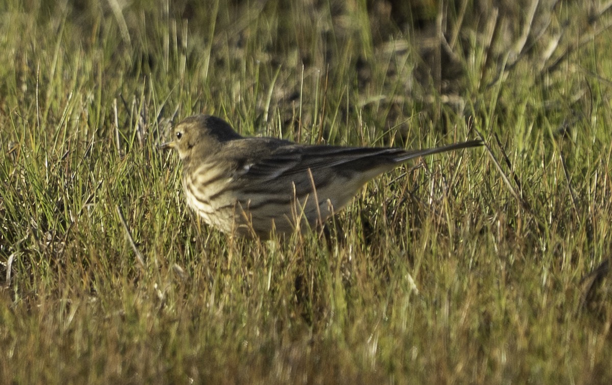 American Pipit - ML646719626