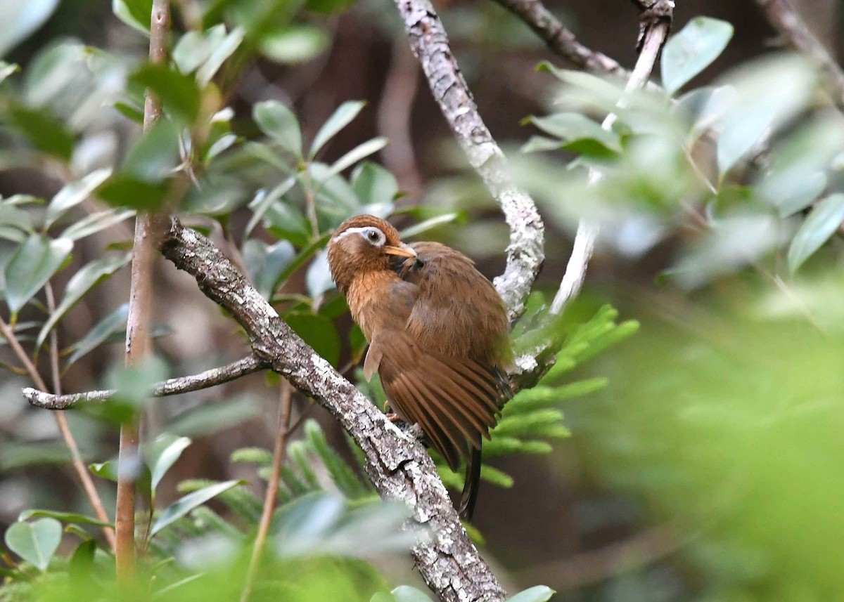 Chinese Hwamei - ML646719627