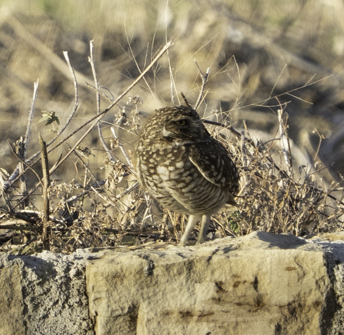 Burrowing Owl - ML646719629