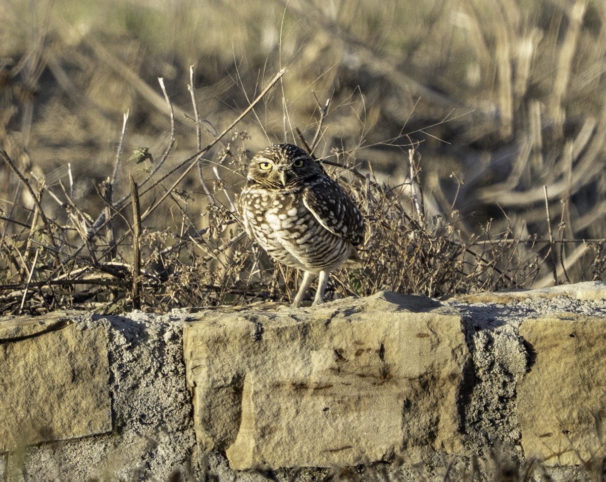Burrowing Owl - ML646719630