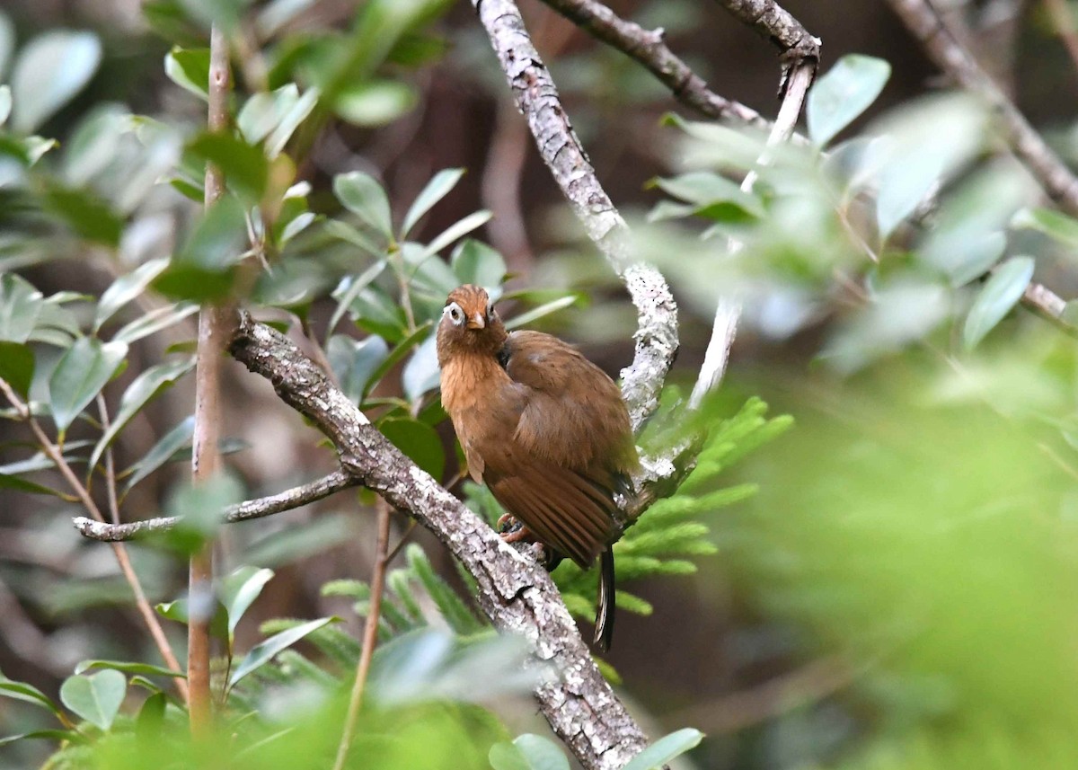 Chinese Hwamei - ML646719631