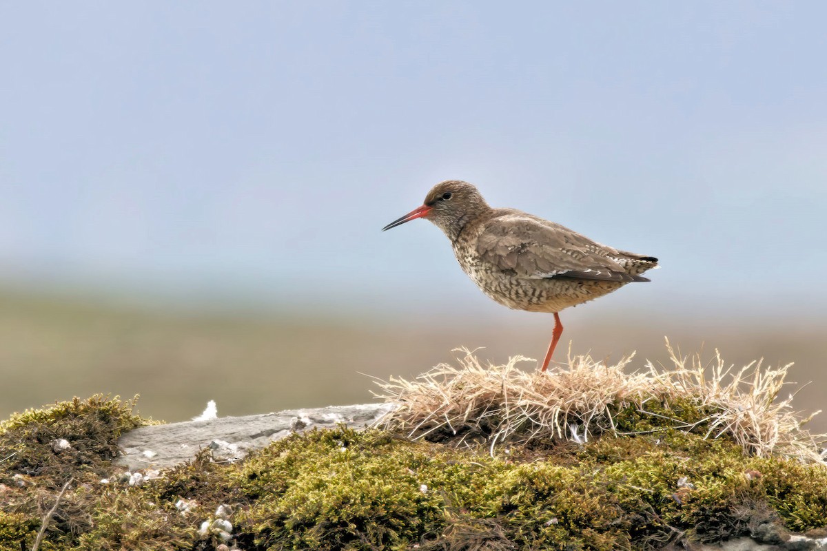 Common Redshank - ML646719632