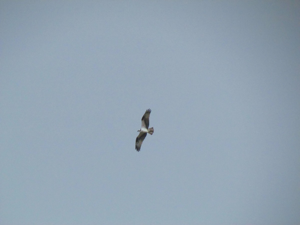 Osprey - ML646719633