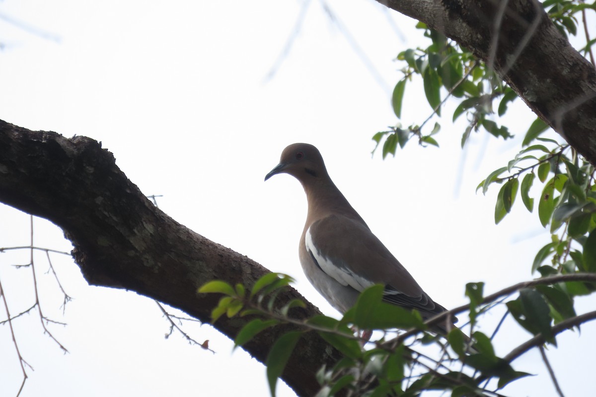 White-winged Dove - ML646719634