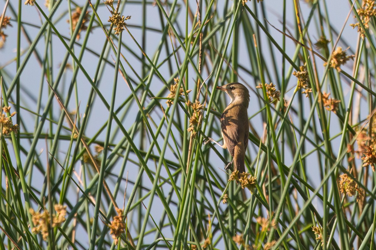 Avustralya Kamışçını - ML646719635
