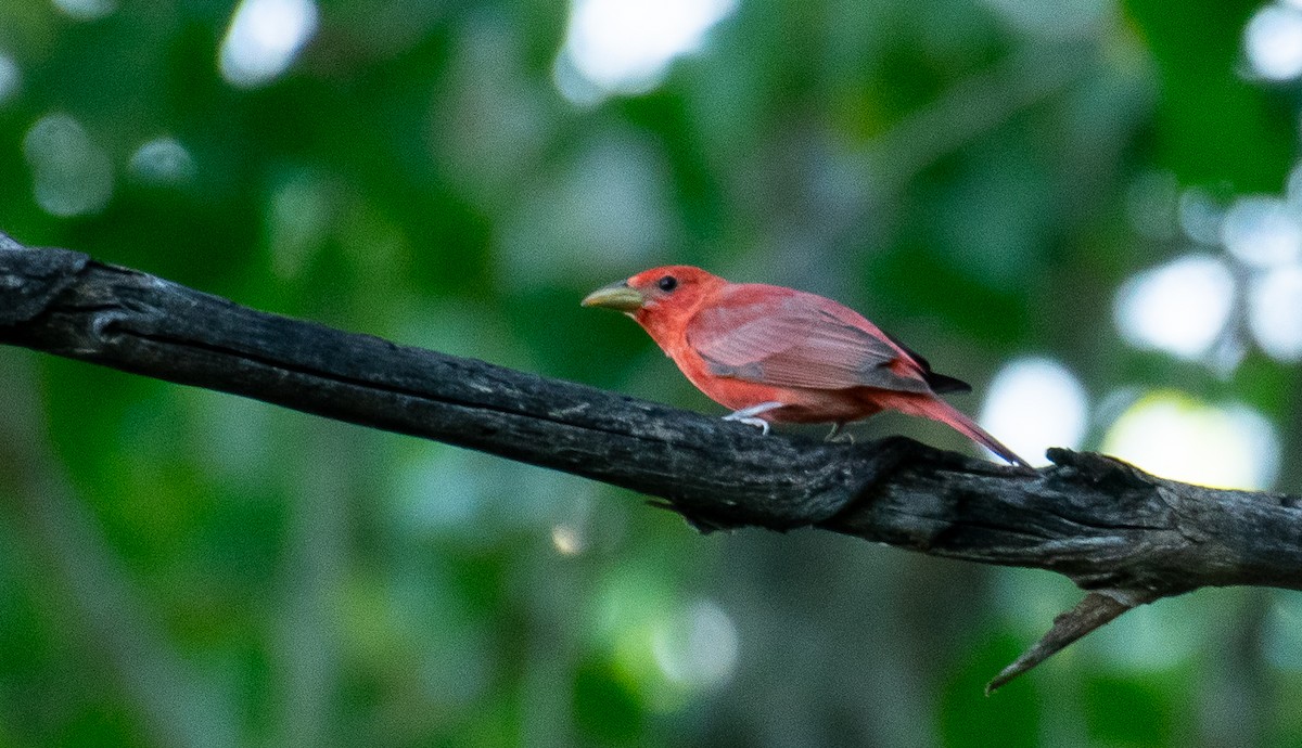 Summer Tanager - ML646719636
