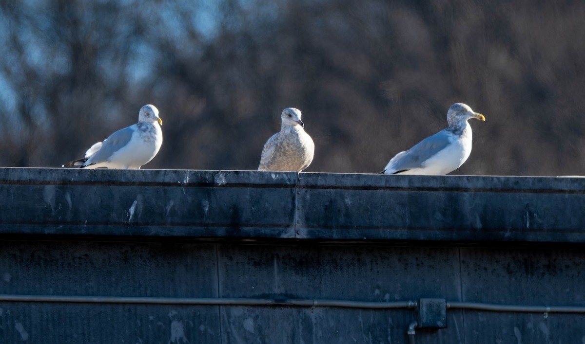 Iceland Gull - ML646719637