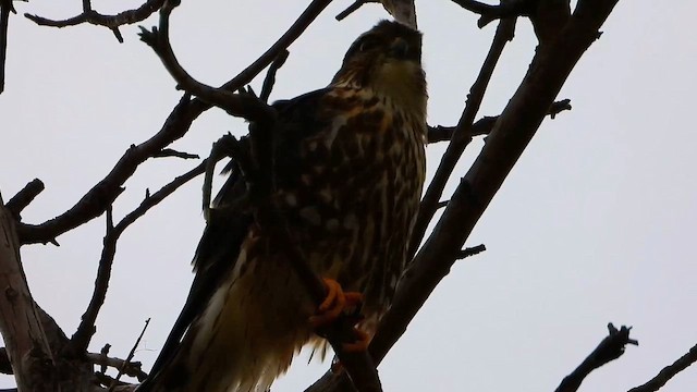 Boz Doğan (columbarius) - ML646719638