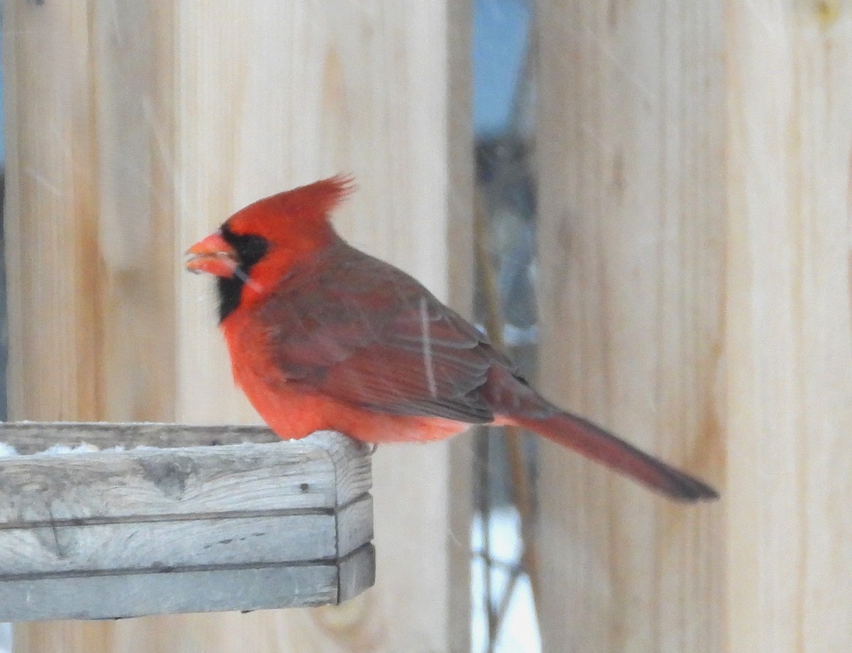 Northern Cardinal - ML646719640