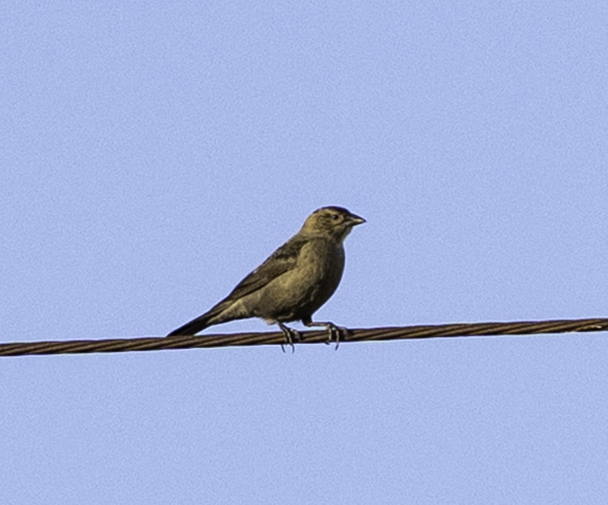 Brown-headed Cowbird - ML646719648