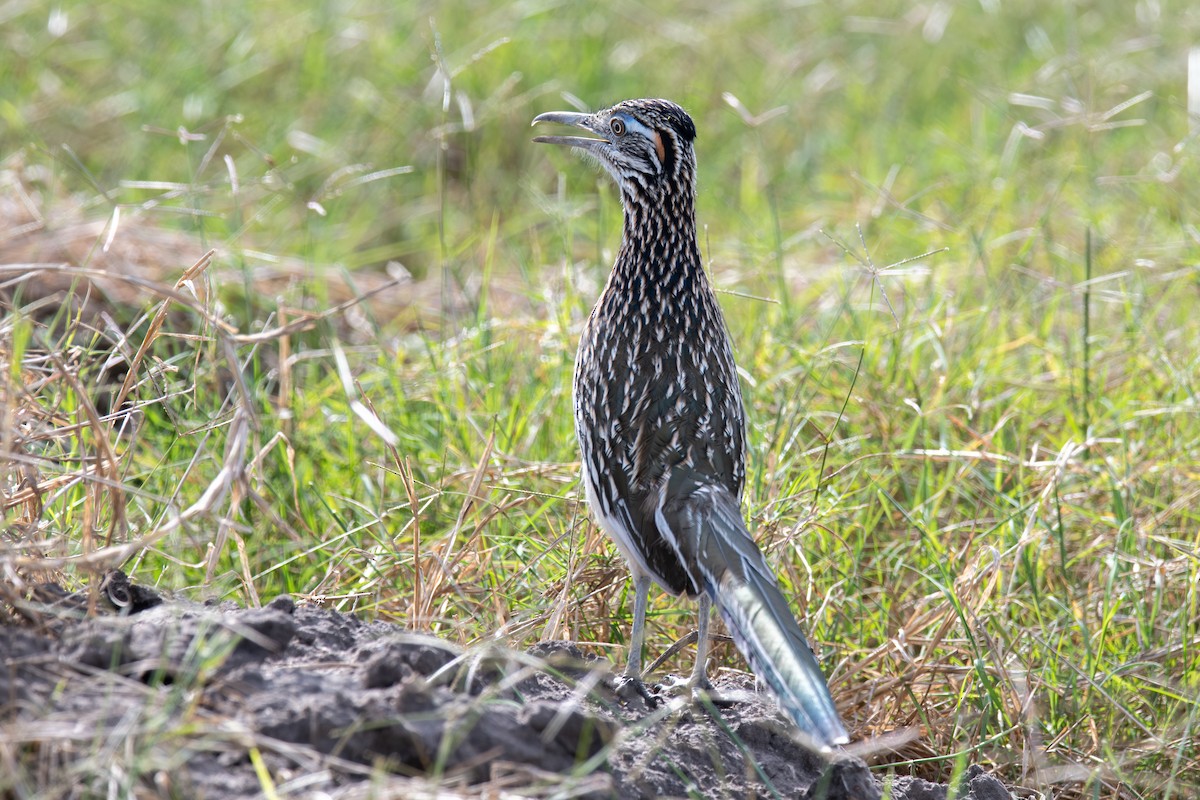 Büyük Yerkoşarı - ML646719651