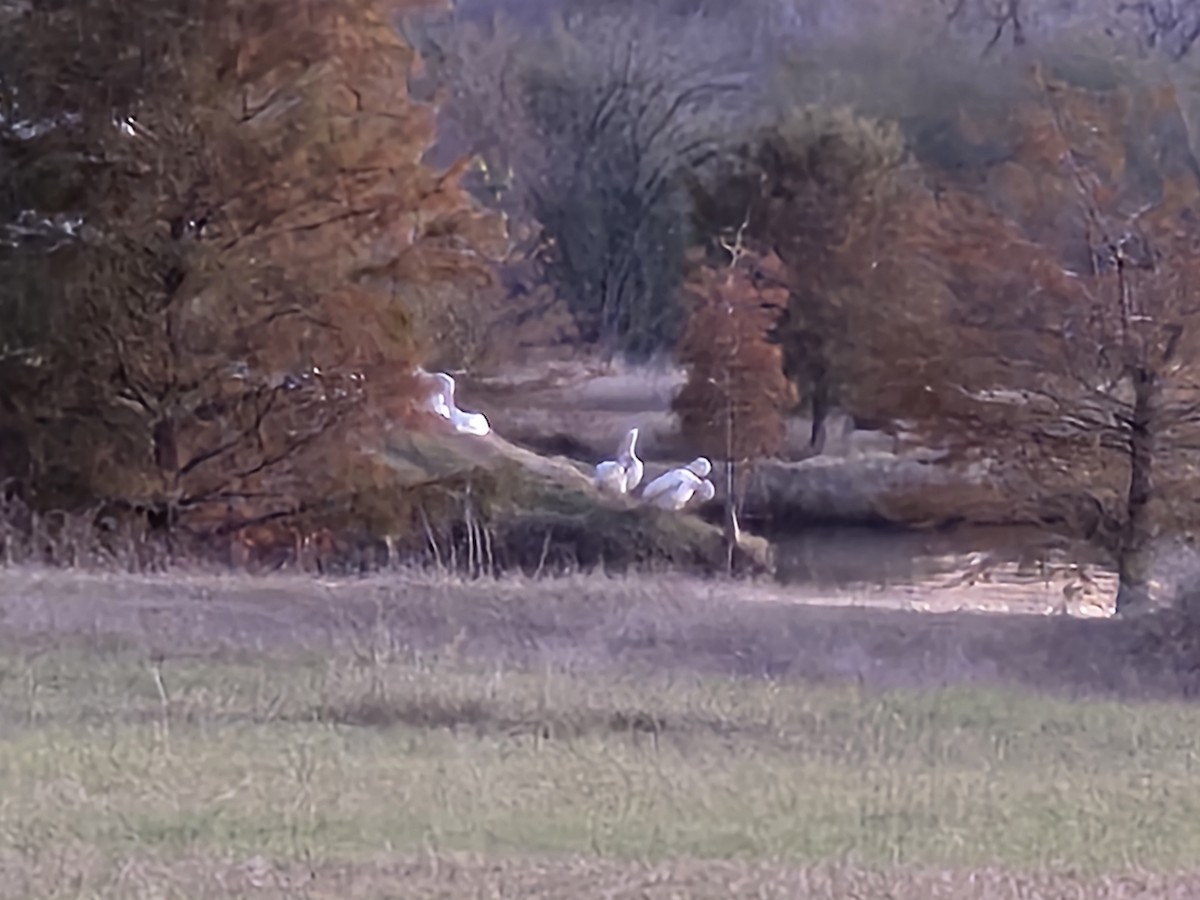 Amerika Pelikanı - ML646719655