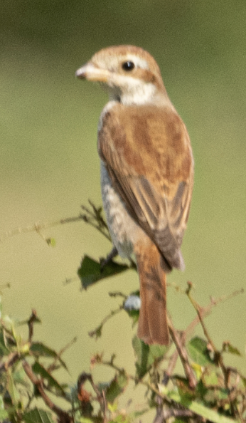 Kızıl Sırtlı Örümcekkuşu - ML646719656