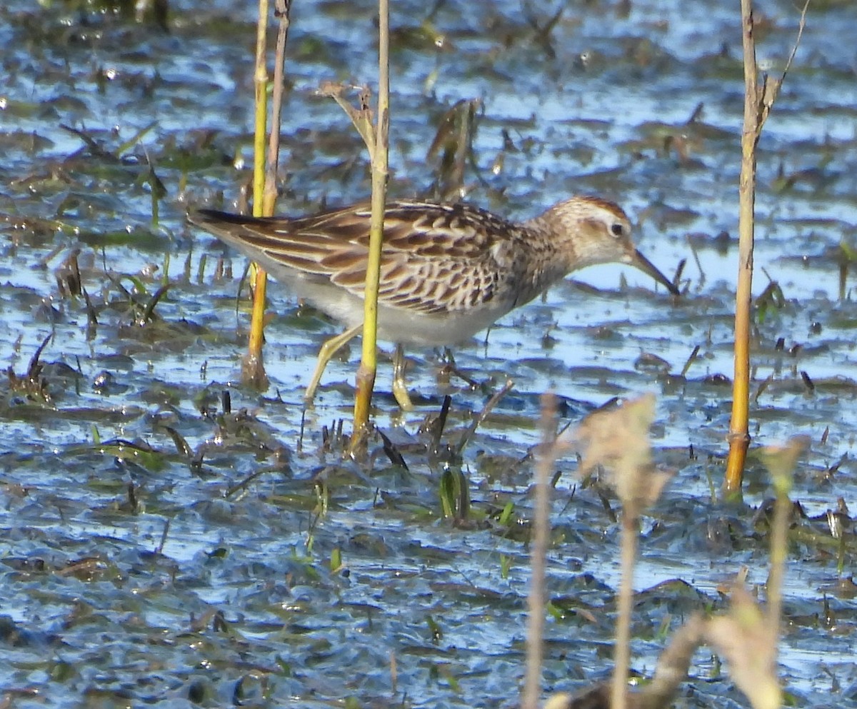 Kıl Kuyruklu Kumkuşu - ML646719657