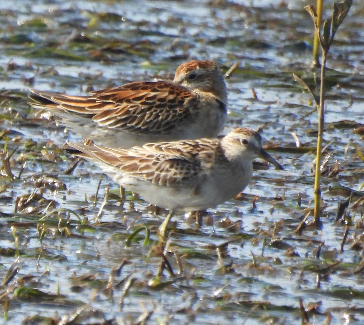 Kıl Kuyruklu Kumkuşu - ML646719658