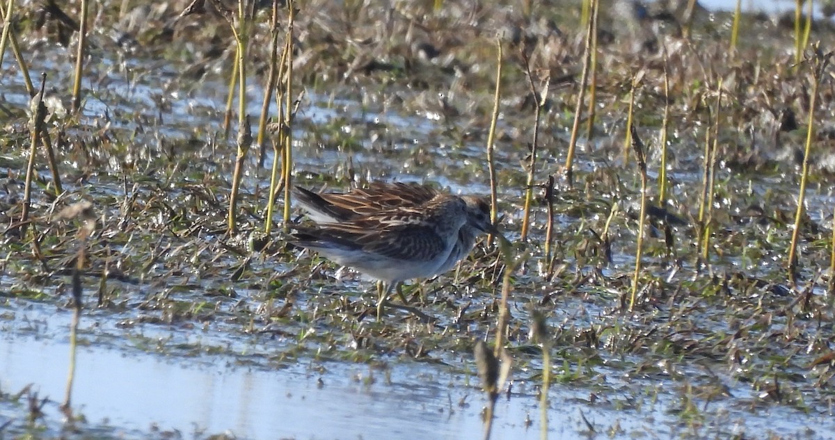 Kıl Kuyruklu Kumkuşu - ML646719659