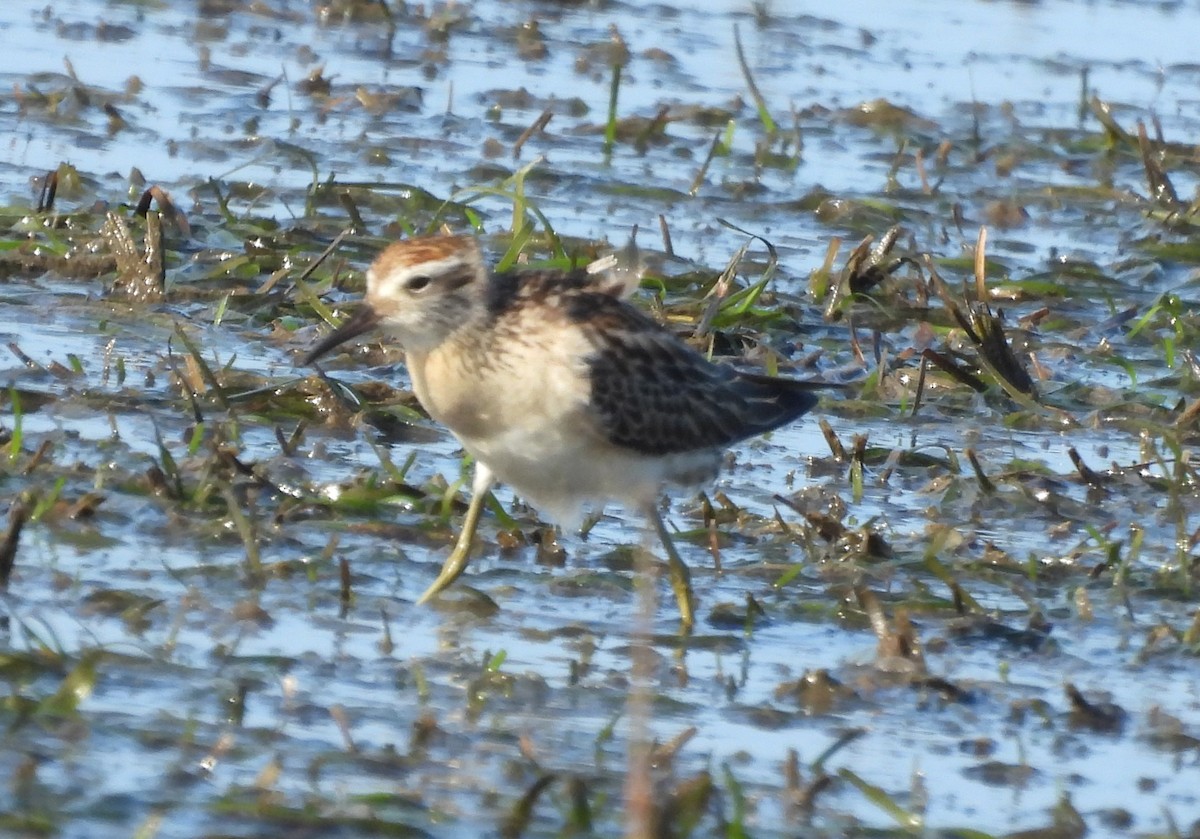 Kıl Kuyruklu Kumkuşu - ML646719660