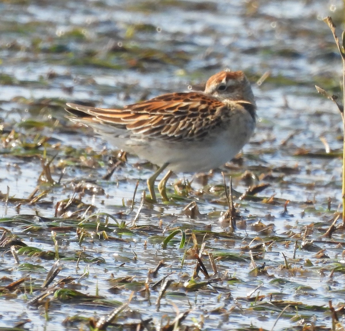 Kıl Kuyruklu Kumkuşu - ML646719661
