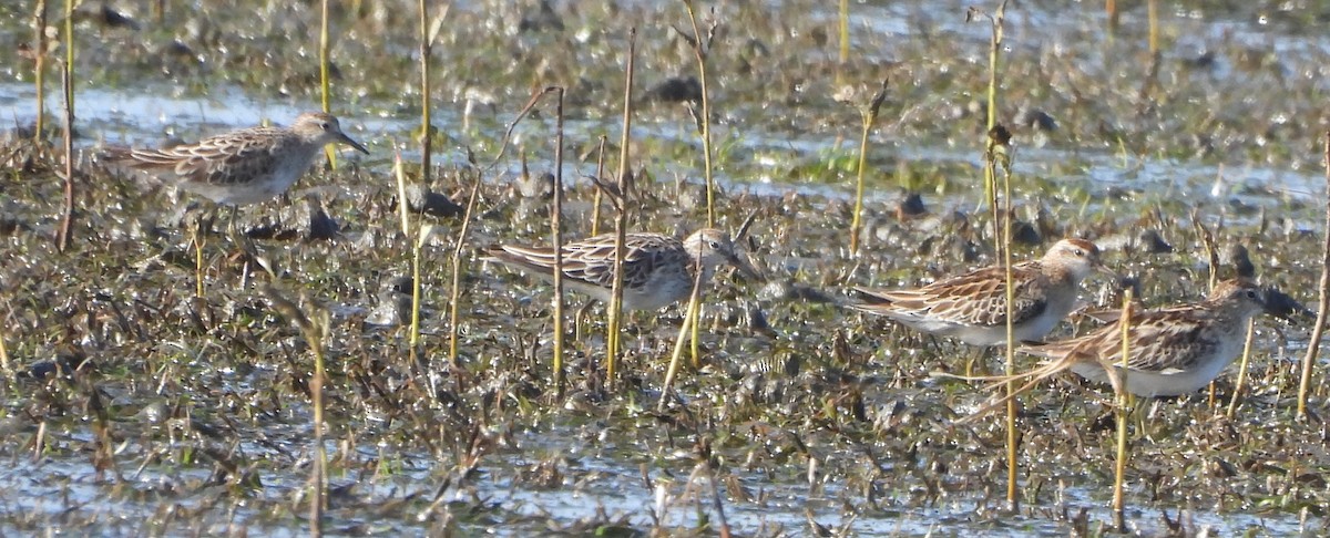 Kıl Kuyruklu Kumkuşu - ML646719662