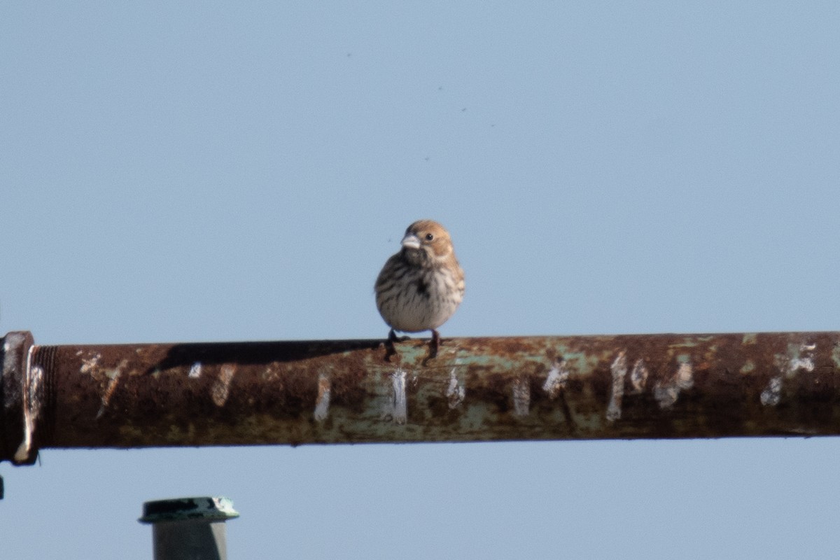 Lark Bunting - ML646719663