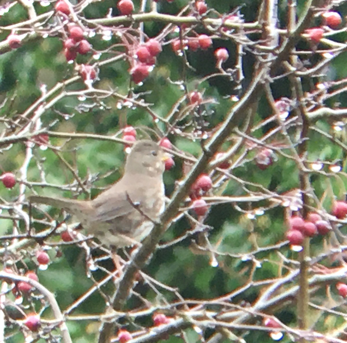 Tilki Renkli Serçe - ML646719668