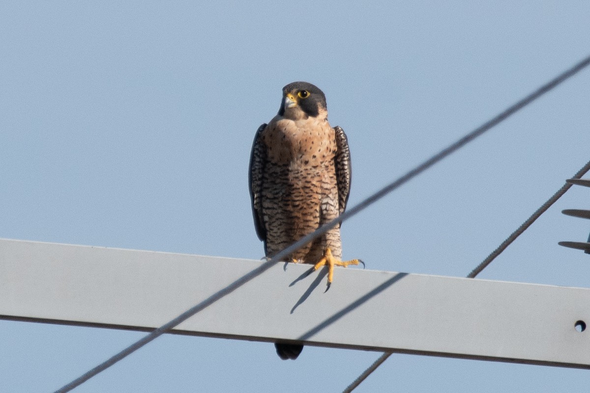 Gökdoğan - ML646719669