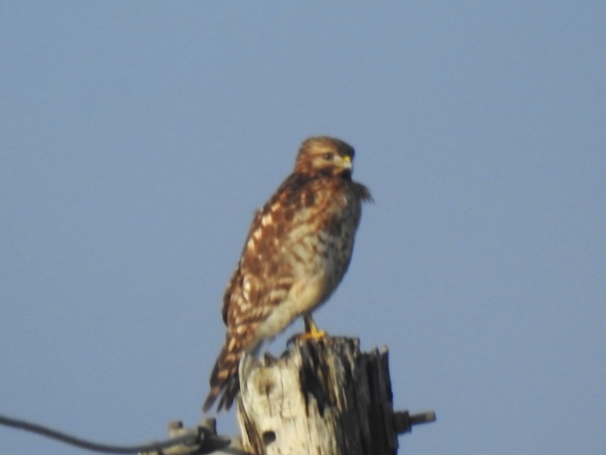 Cooper Atmacası - ML646719670