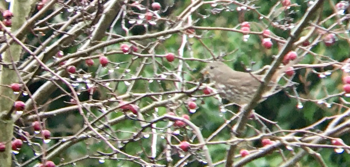 Tilki Renkli Serçe - ML646719671